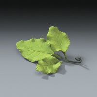 Gum Paste -Cake Topper - Rose Leaves - 3 Pack